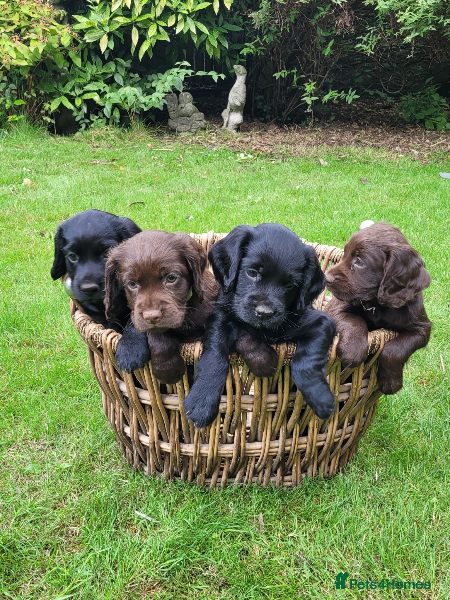 Cocker Spaniel dogs KC registered working cockers - Advert 2