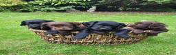 Cocker Spaniel dogs for sale: KC registered working cockers in Harrogate - Advert 2