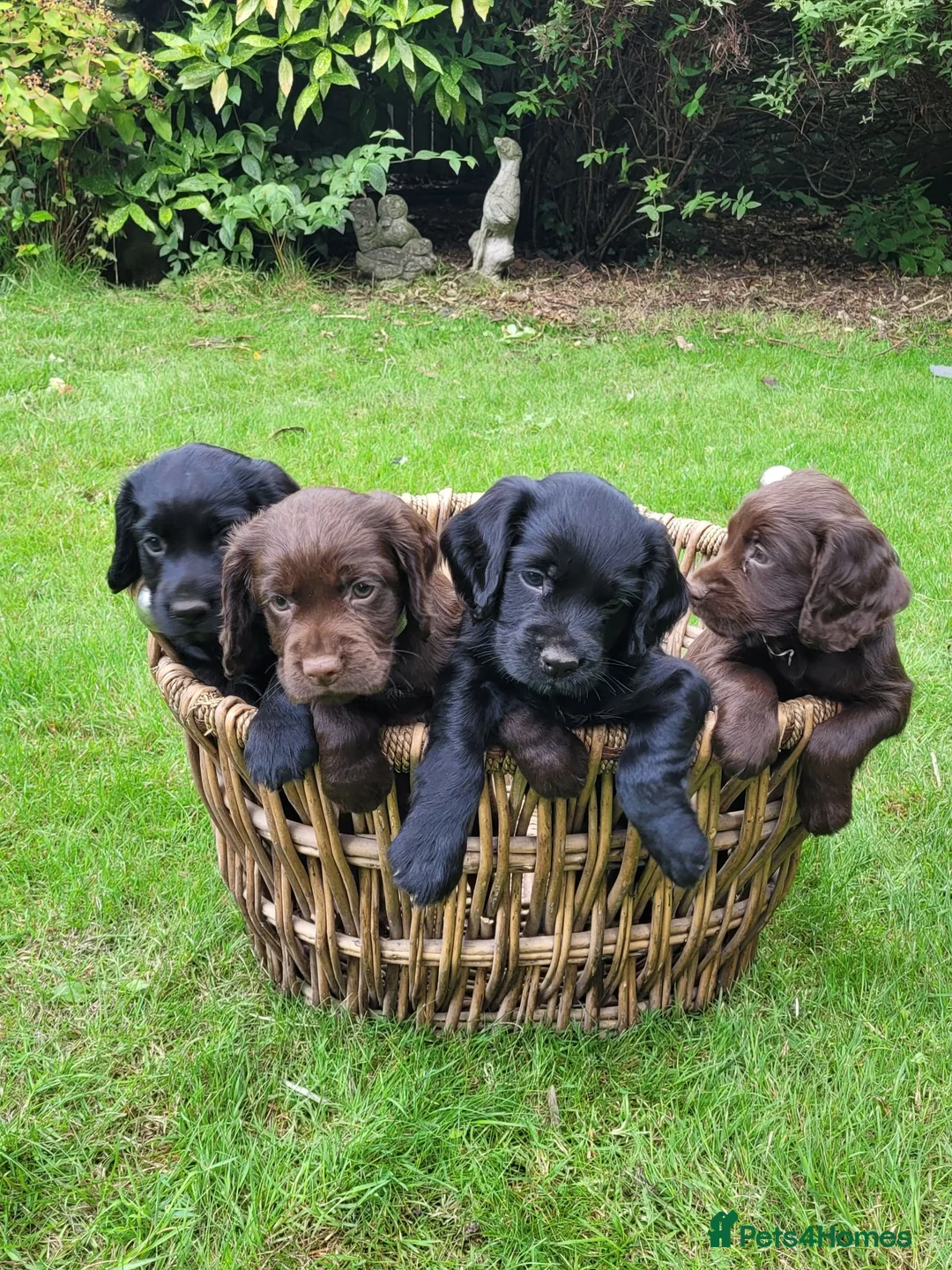 Cocker Spaniel dogs for sale: KC registered working cockers in Harrogate - Advert 2