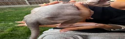 Sphynx cats for sale: Price reduced Tica registered Sphynx kitten - Advert 6