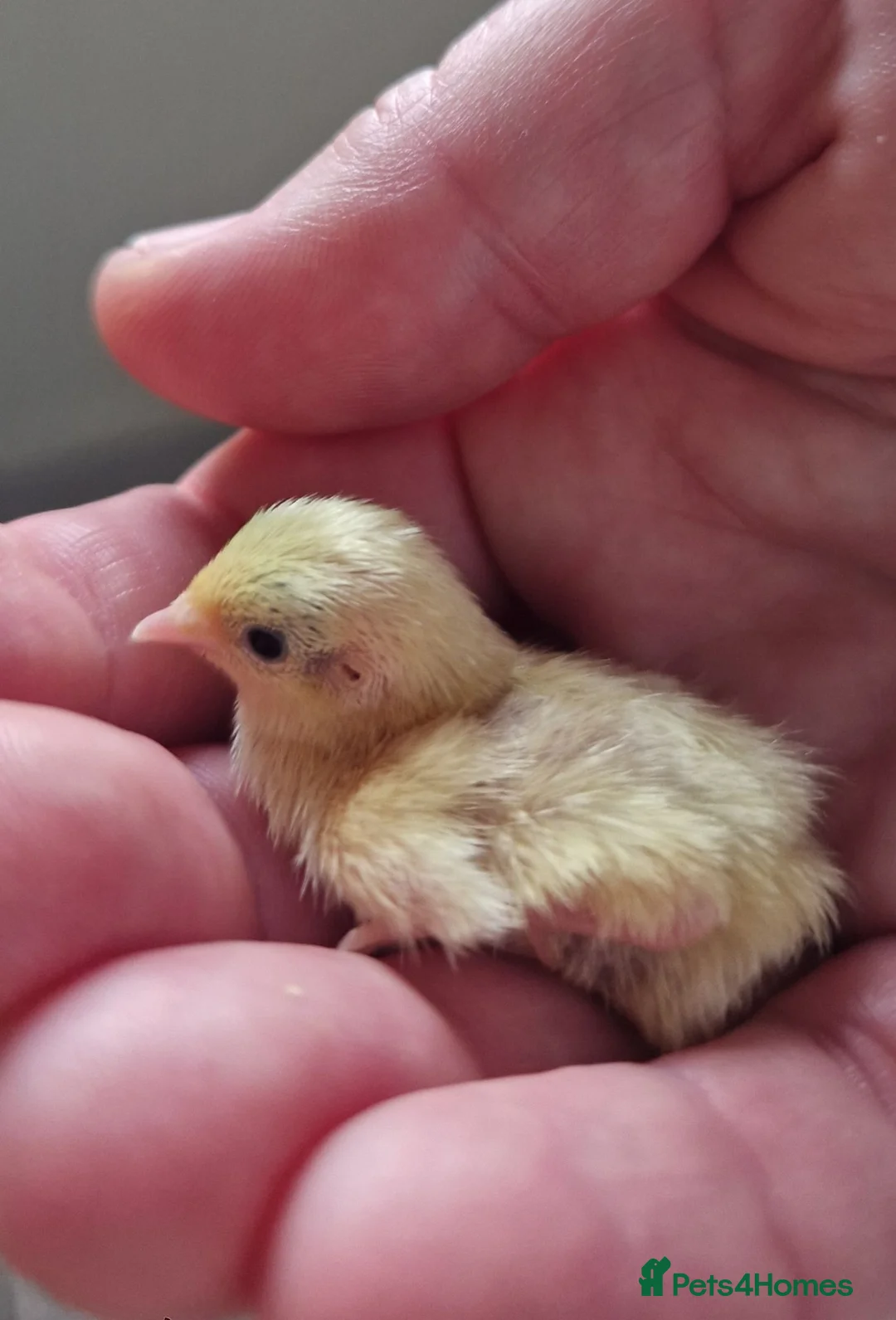 Quail poultry for sale: Button quail - Advert 1