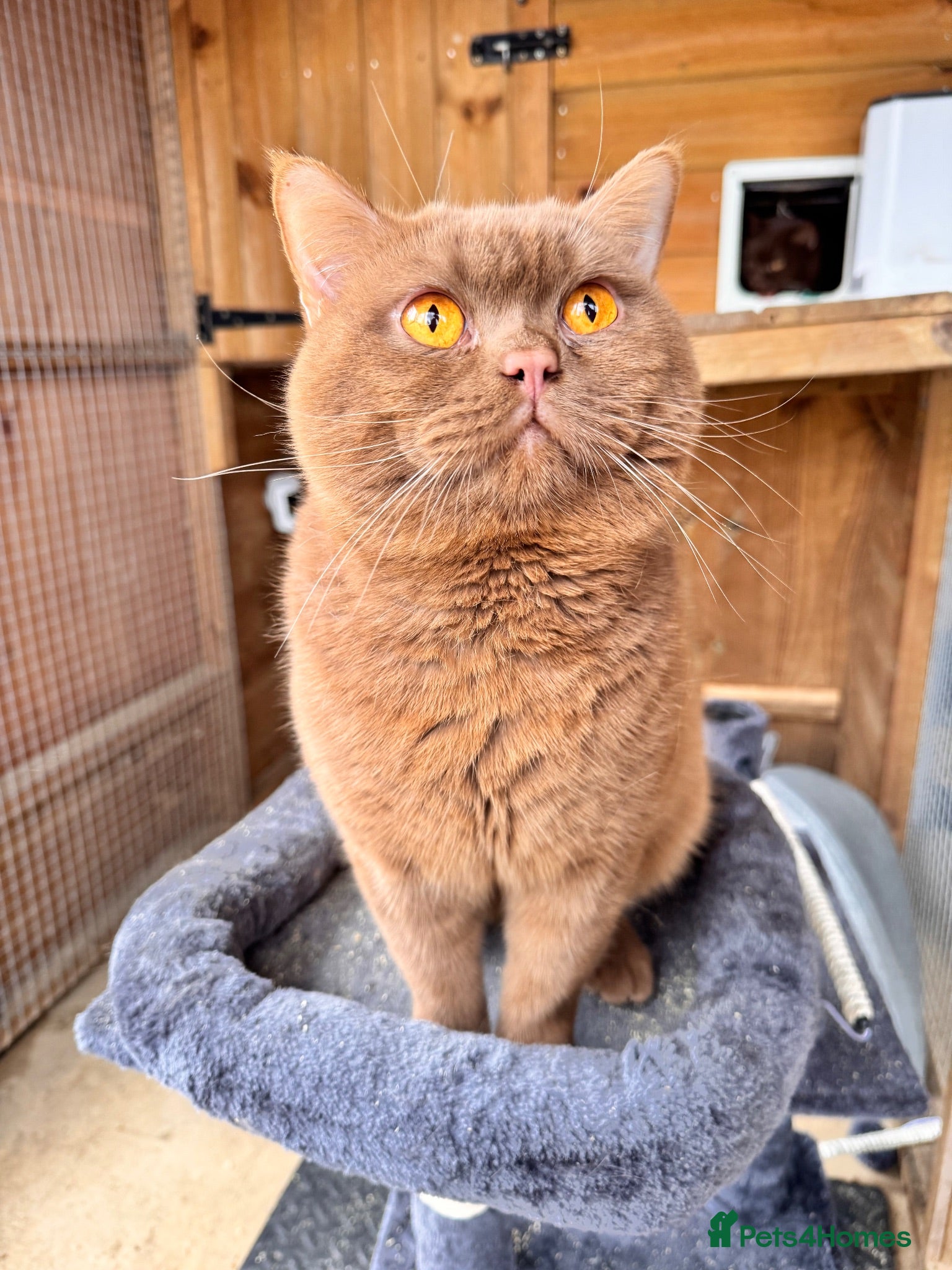 British Shorthair cats Stunning proven cinnamon stud  - Advert 5