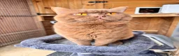 British Shorthair cats for sale: Stunning proven cinnamon stud  - Advert 1