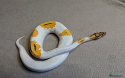Python Snake reptiles for sale: 2025 Royal Python Hatchlings  - Image 10