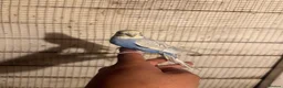 Budgerigars birds for sale: Budgies for sale £40 each collection mk404nn - Advert 2