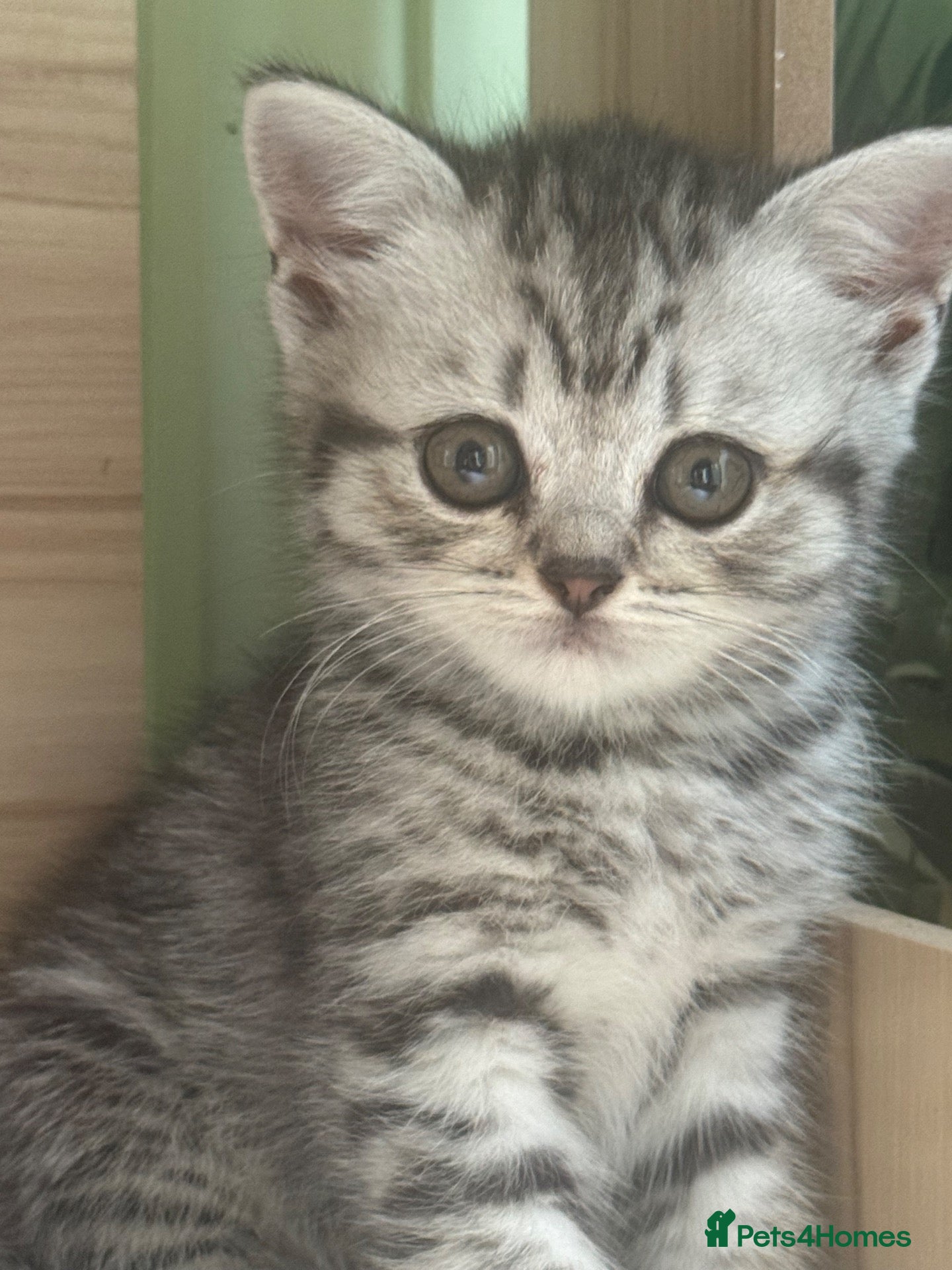 British Shorthair cats British short hair/ Scottish striaghts - Advert 2