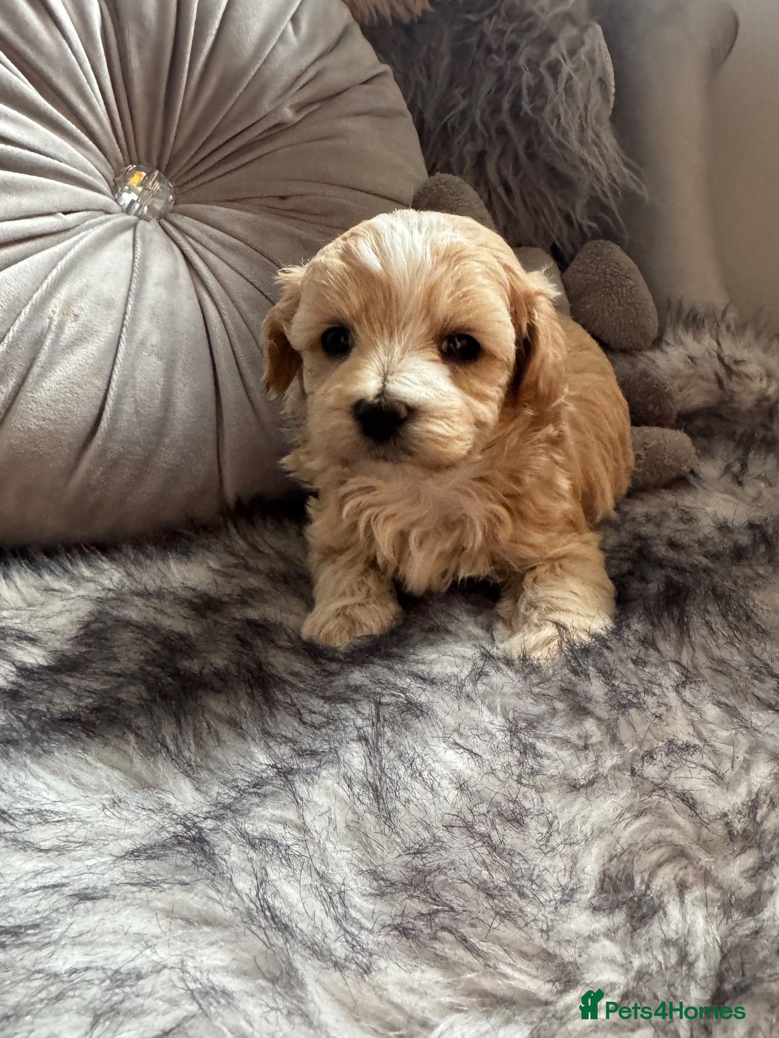 Maltipoo dogs Teddy bear maltipoo puppies  - Advert 2
