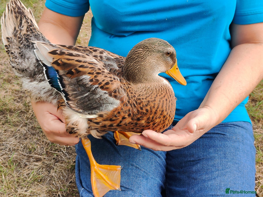 Ducks poultry for sale: 8-week old Cayuga x mini Silver Appleyard ducks - Image 4