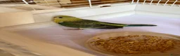 Parakeets birds for sale: Red Rump parakeets proven breeding pair - Advert 8