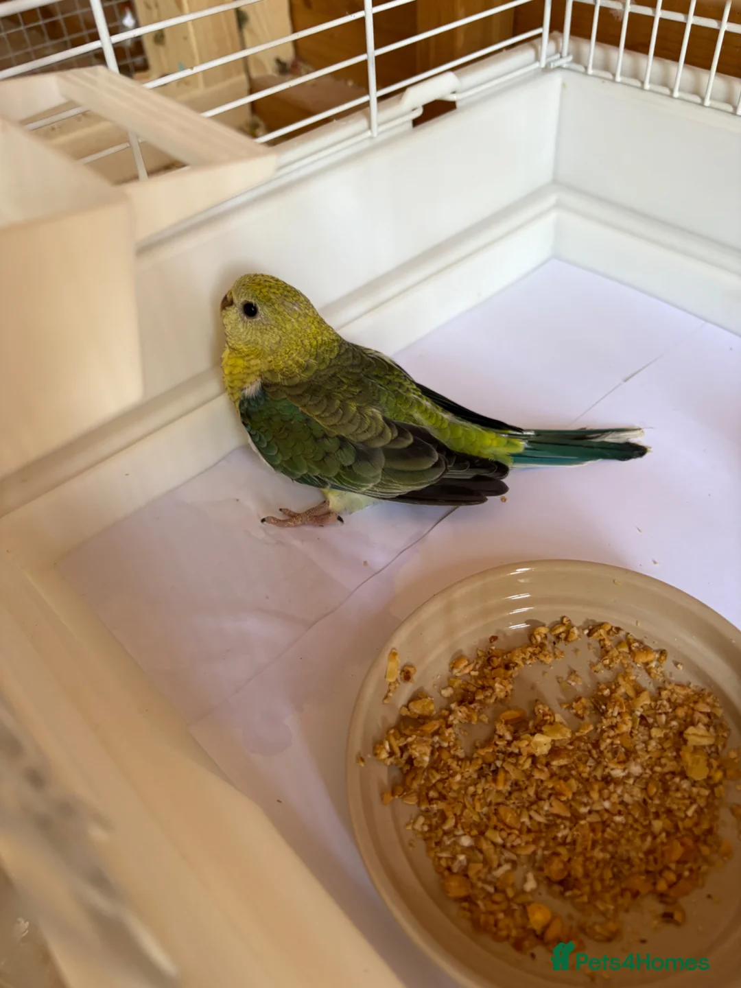 Parakeets birds for sale: Red Rump parakeets proven breeding pair - Advert 8