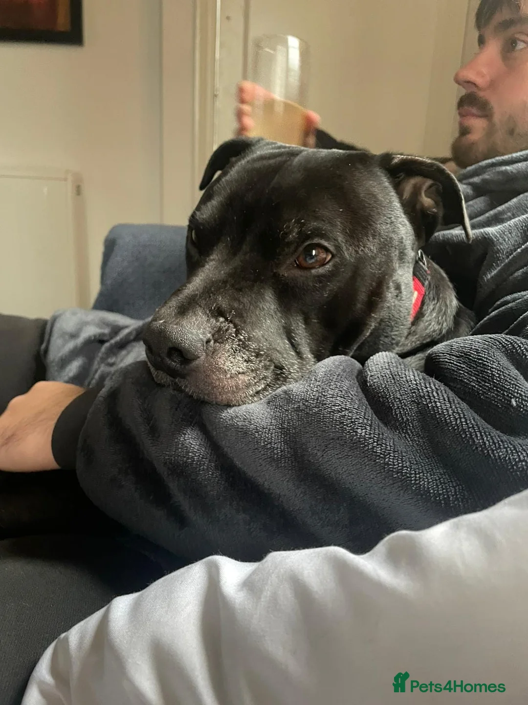 Mixed Breed dogs for adoption: 💙PO💙 5 yo boy- gentle, kind and loving soul - Advert 2