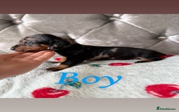 Miniature Dachshund dogs for sale: Adorable Miniature Dachshund Puppies for Sale! ❤️ - Image 5
