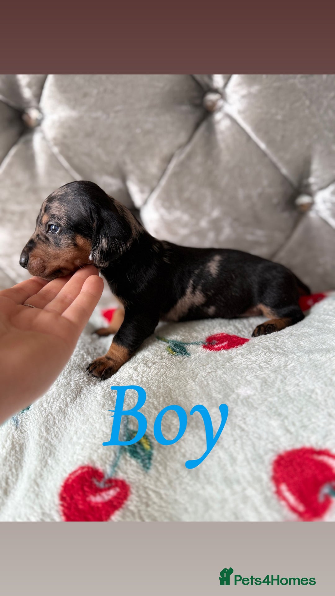 Miniature Dachshund dogs for sale: Adorable Miniature Dachshund Puppies for Sale! ❤️ - Image 5