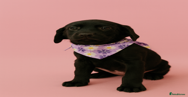 Labrador Retriever dogs - Advert 9