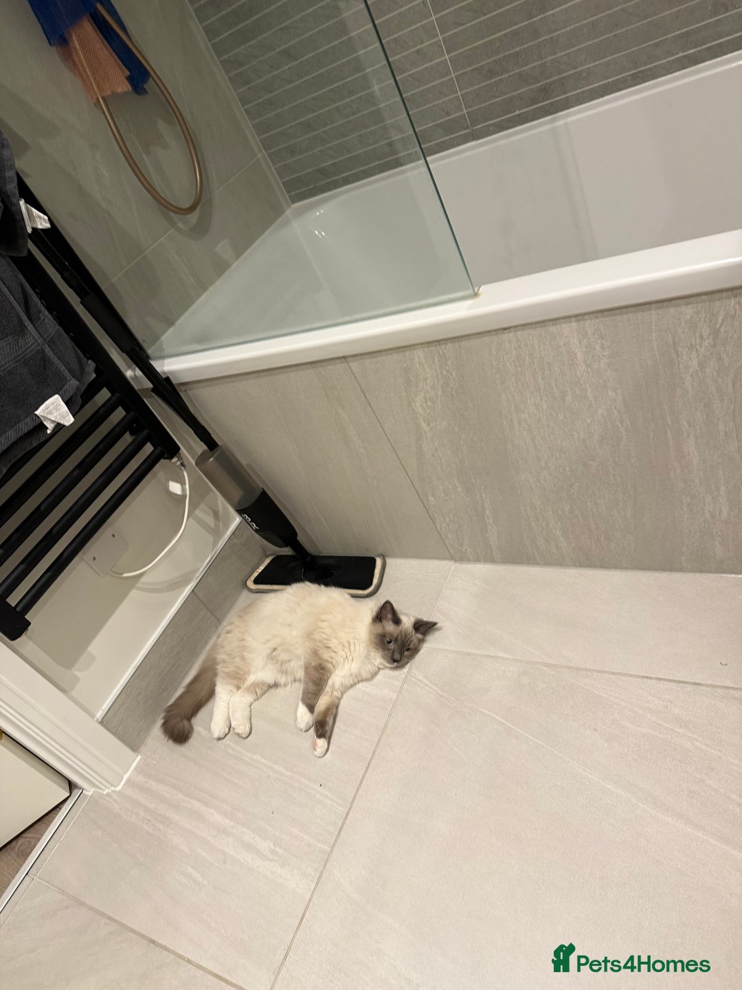 Ragdoll cats for sale: Beautiful Blue point mitted Ragdoll  - Advert 5