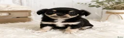 Chihuahua dogs for sale:  Beautiful Chihuahua Puppies – 3 Available - Advert 6