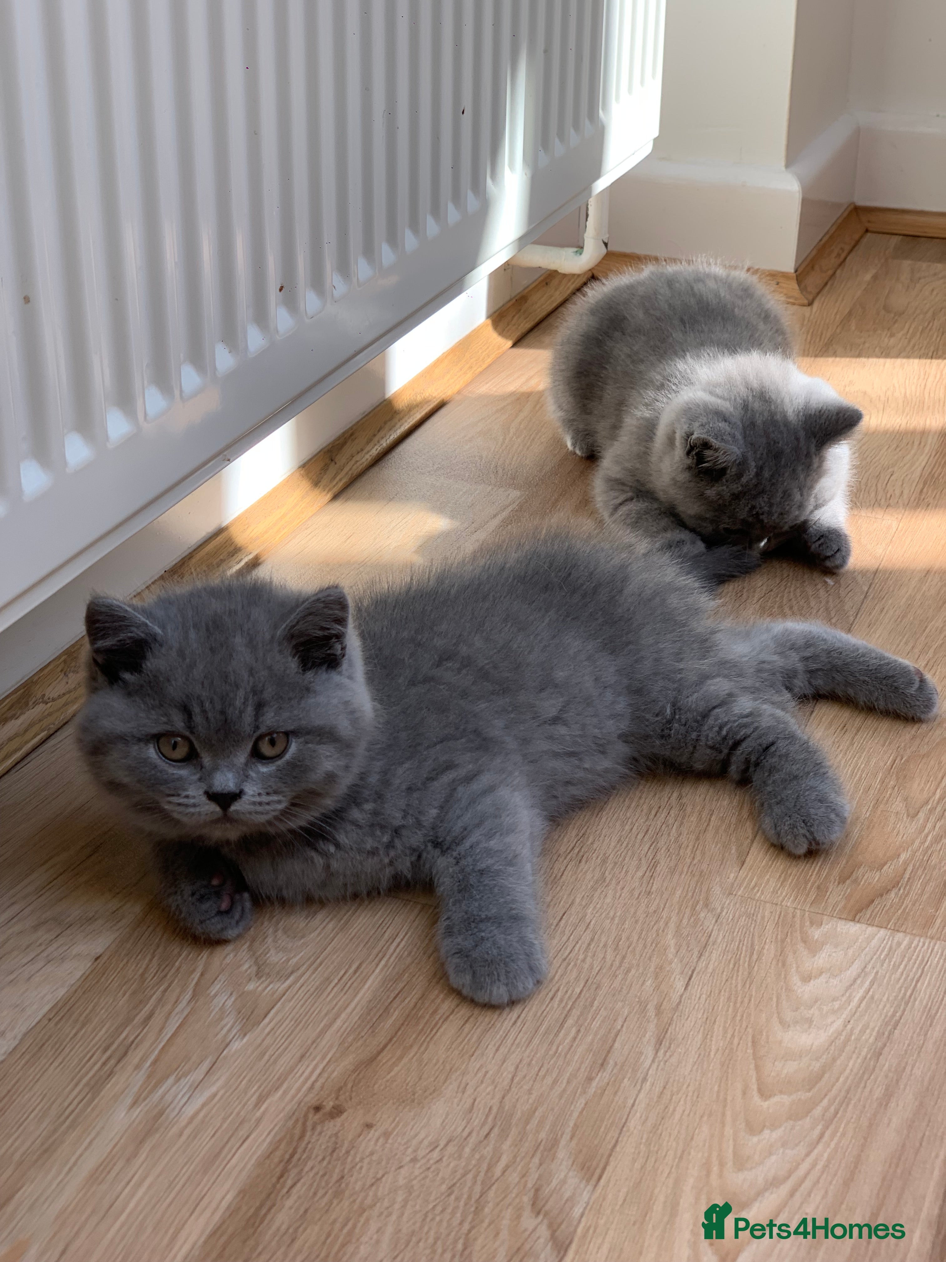 British Shorthair cats GCCF Pedigree Pure Blue British Shorthair - Advert 6