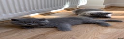 British Shorthair cats for sale: GCCF Pedigree Pure Blue British Shorthair - Advert 1