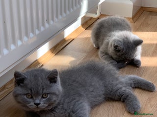 British Shorthair cats GCCF Pedigree Pure Blue British Shorthair - Advert 5