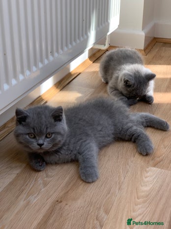 British Shorthair cats - Advert 9