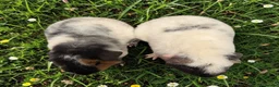 Guinea Pig rodents for sale: Gorgeous pairs of boys  - Advert 2