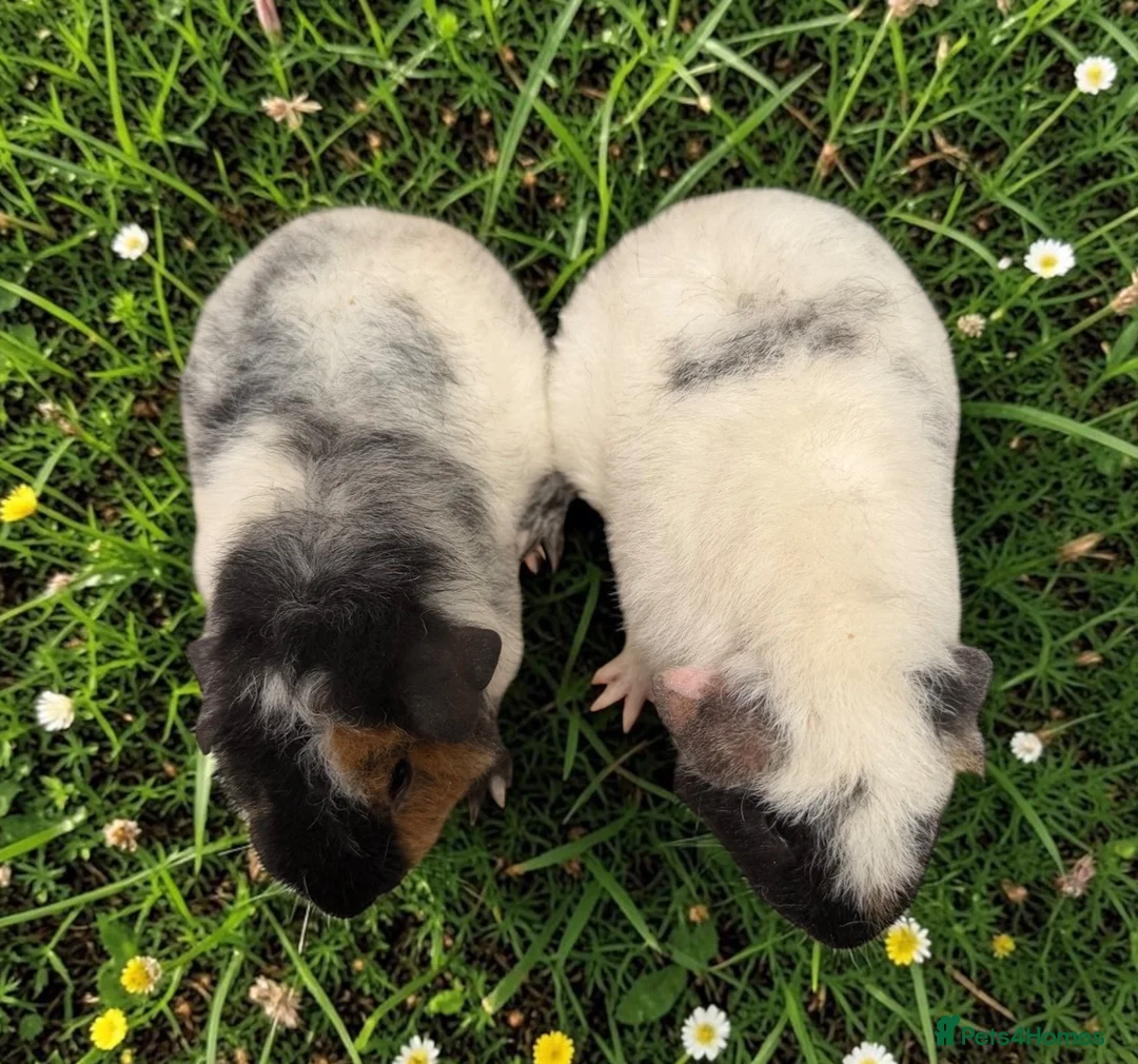 Guinea Pig rodents for sale: Gorgeous pairs of boys  - Advert 2