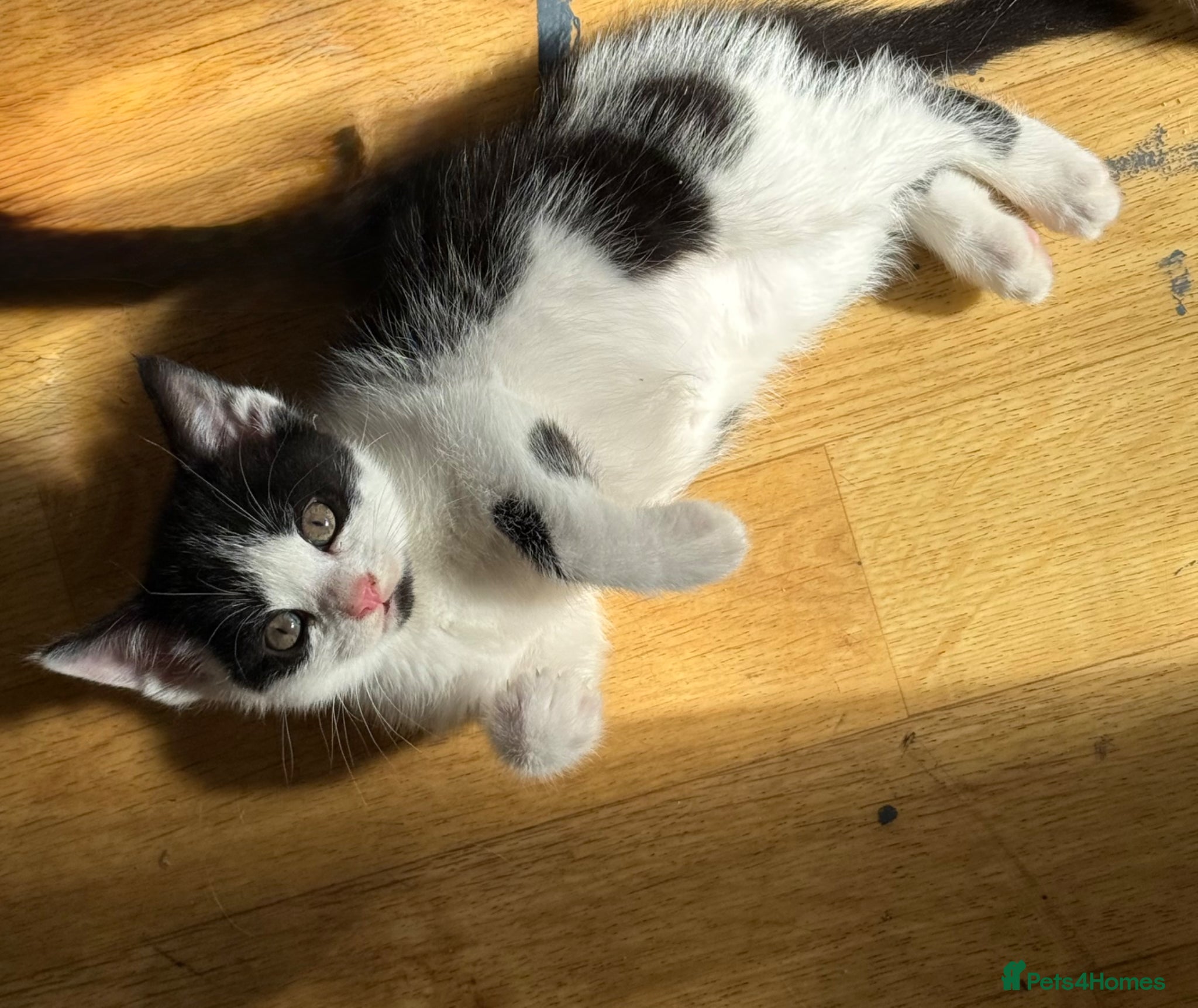 Domestic Shorthair cats Adorable kittens - Advert 1