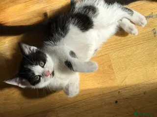 Domestic Shorthair cats Adorable kittens - Advert 1