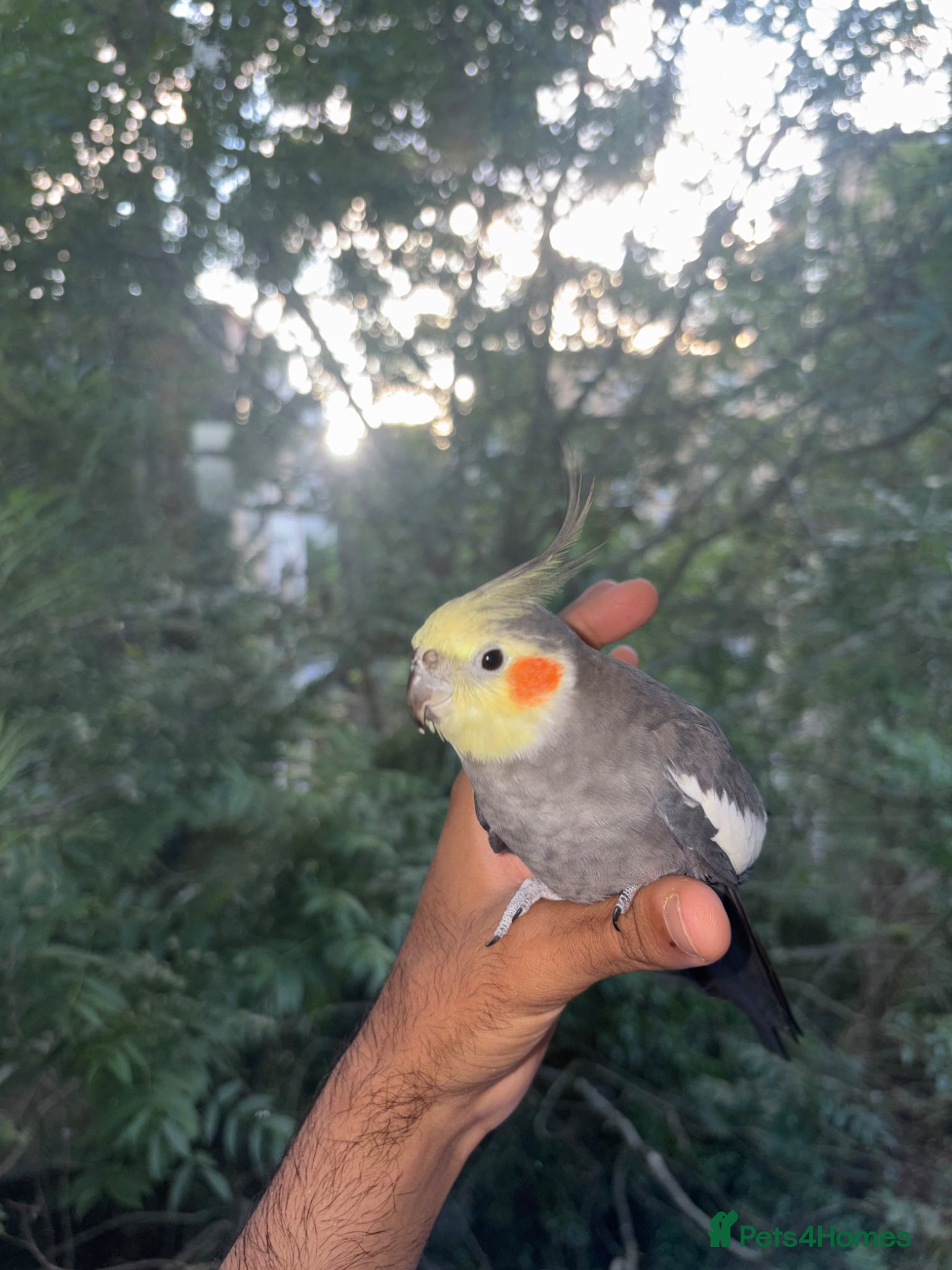 Conures birds 6 Month old Tamed cockatiel - Advert 16