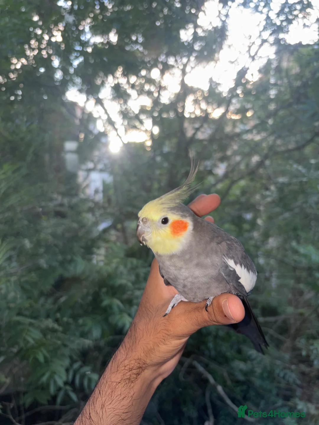 Conures birds for sale: 6 Month old Tamed cockatiel - Advert 1
