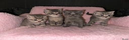 British Shorthair cats for sale: british shorthair kittens - Advert 6