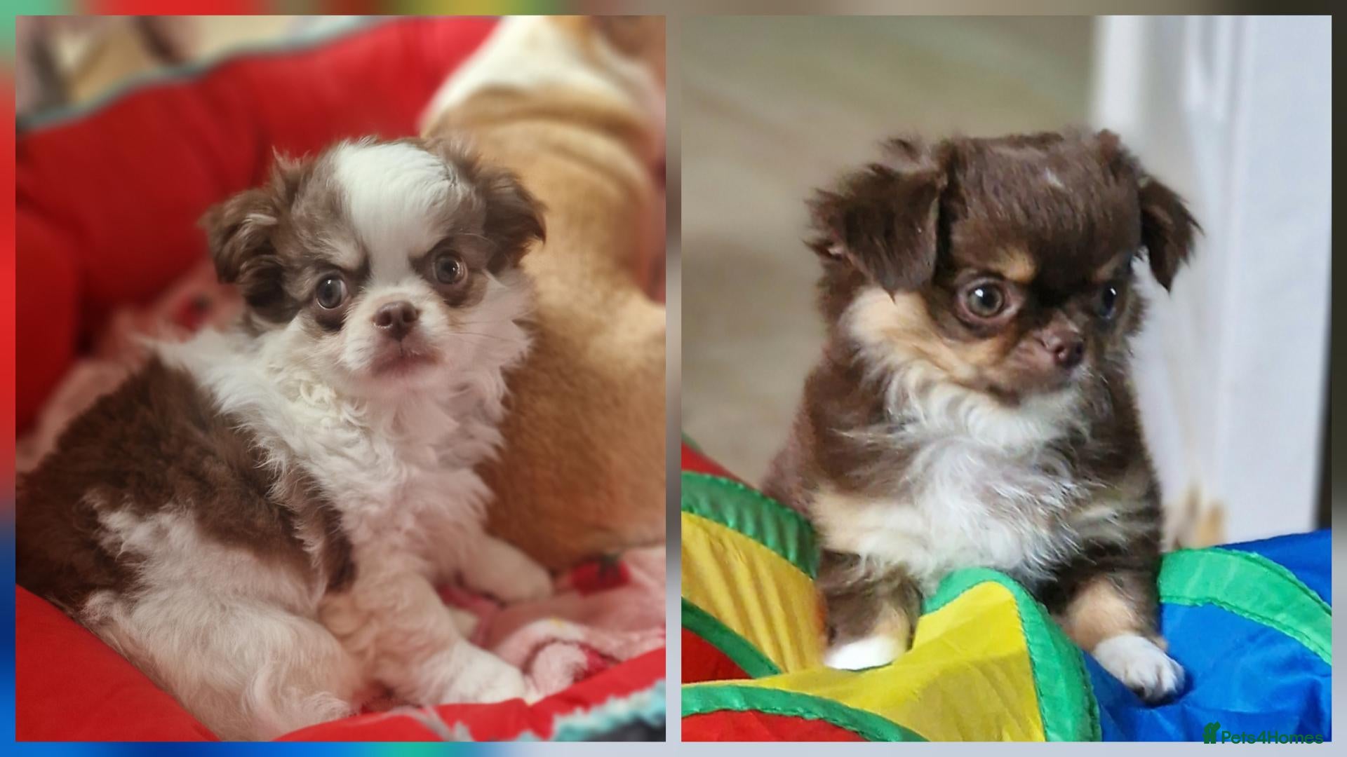Chihuahua dogs 💪❤️VET CHECKED❤️💪READY 16th Sep💪❤️ KC CHI pups  - Advert 19