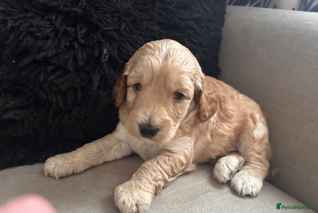 Cockapoo dogs for sale: Cockapoos x 5 2 girls 3 boys f1 - Image 1