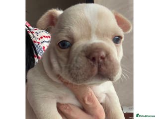 French Bulldog dogs Beautiful French bulldogs - Advert 18