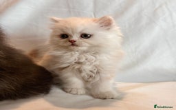 Persian cats for sale: 3 Cuddly Persian Babies❤️ - Image 16