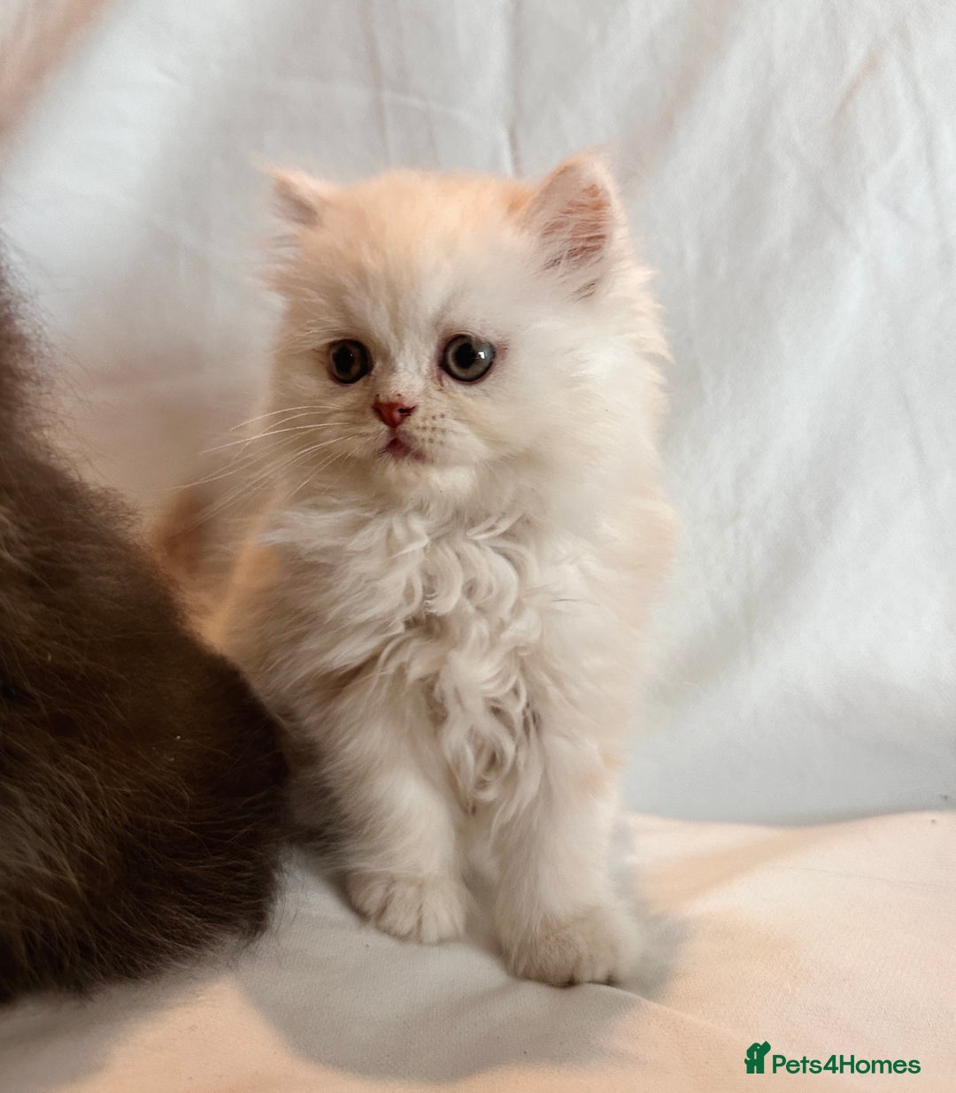 Persian cats for sale: 3 Cuddly Persian Babies❤️ - Image 16