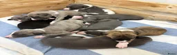 Whippet dogs for sale: Whippet puppies  - Advert 5