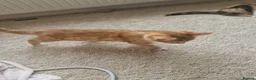 Mixed Breed cats for sale: Mother and 4 kittens in Leeds - Advert 3