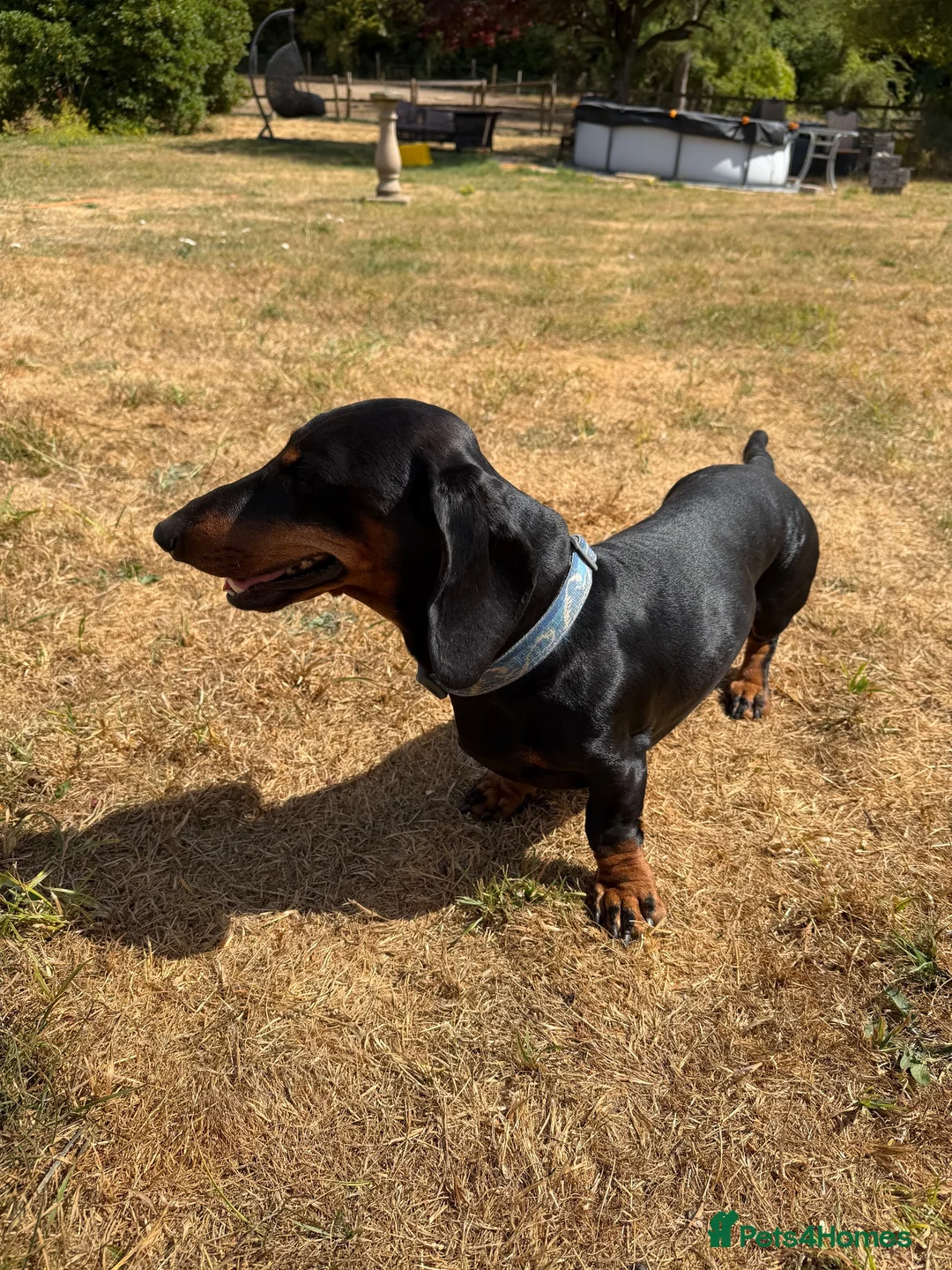 Chiweenie dogs for sale: Cute cuddly and cheeky Chiweenies - Advert 14