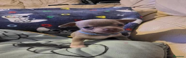 Chihuahua 1