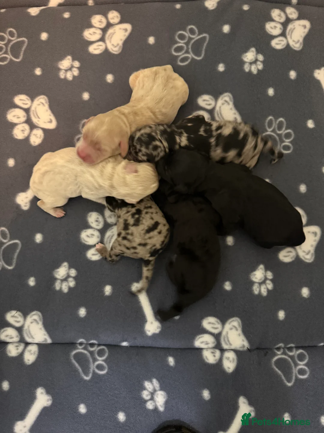 Labradoodle dogs for sale: Cracking F1 Labradoodles.  - Advert 4