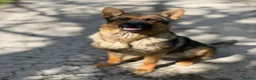 German Shepherd dogs for stud: Proven German Shepherd RHAEGAR - Advert 1