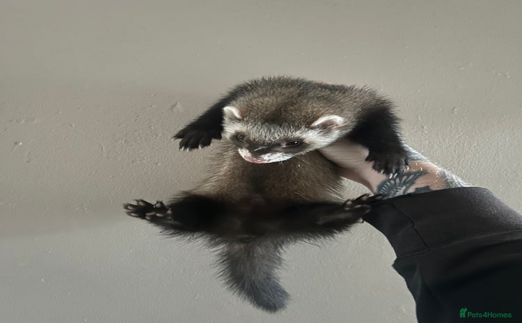 Ferret rodents in Shildon - Advert 1
