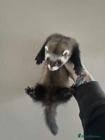 Ferret rodents in Shildon - Advert 1