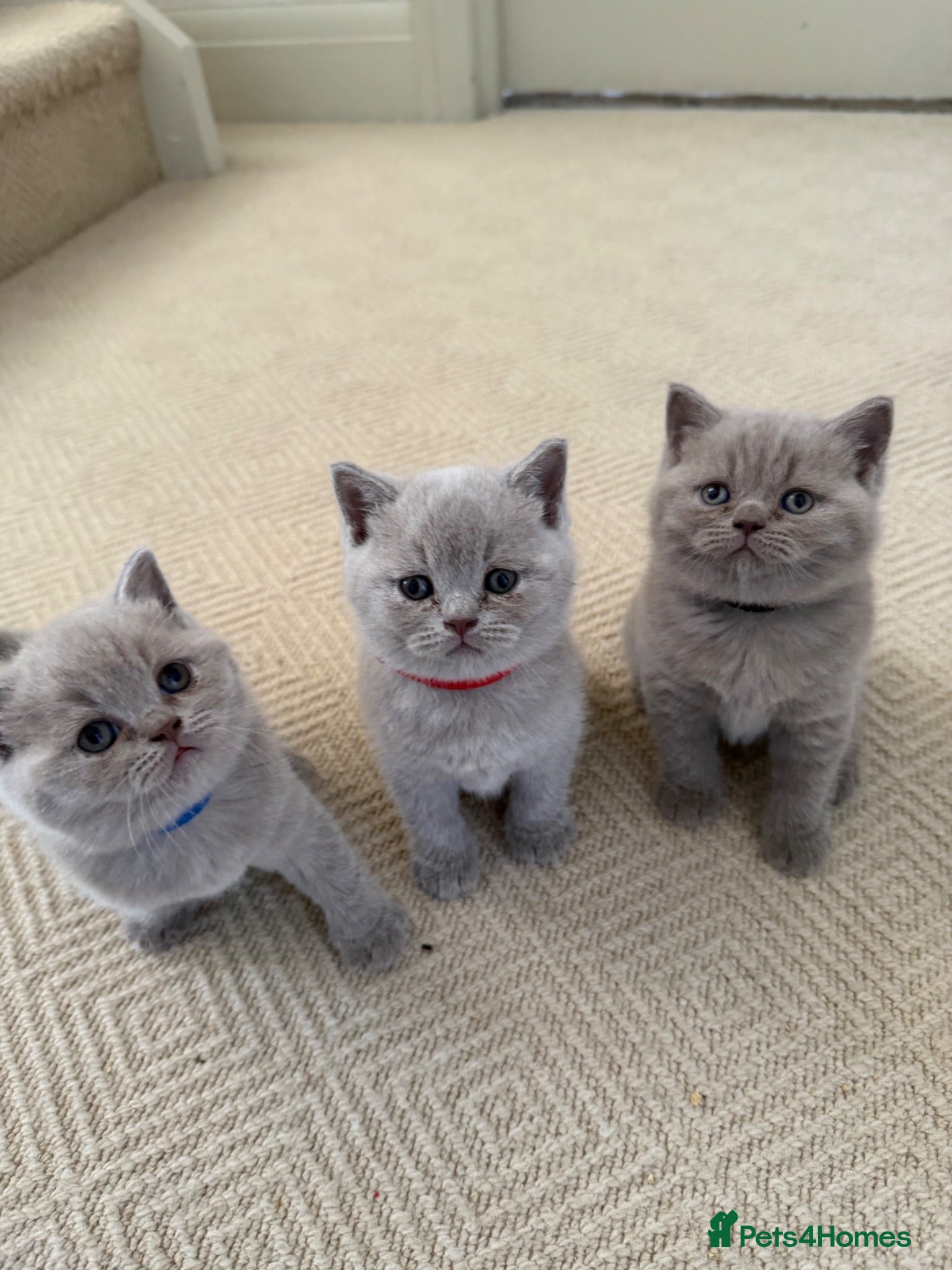 British Shorthair cats Britsh shorthair  - Advert 1