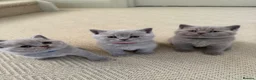 British Shorthair cats for sale: Britsh shorthair  - Advert 1