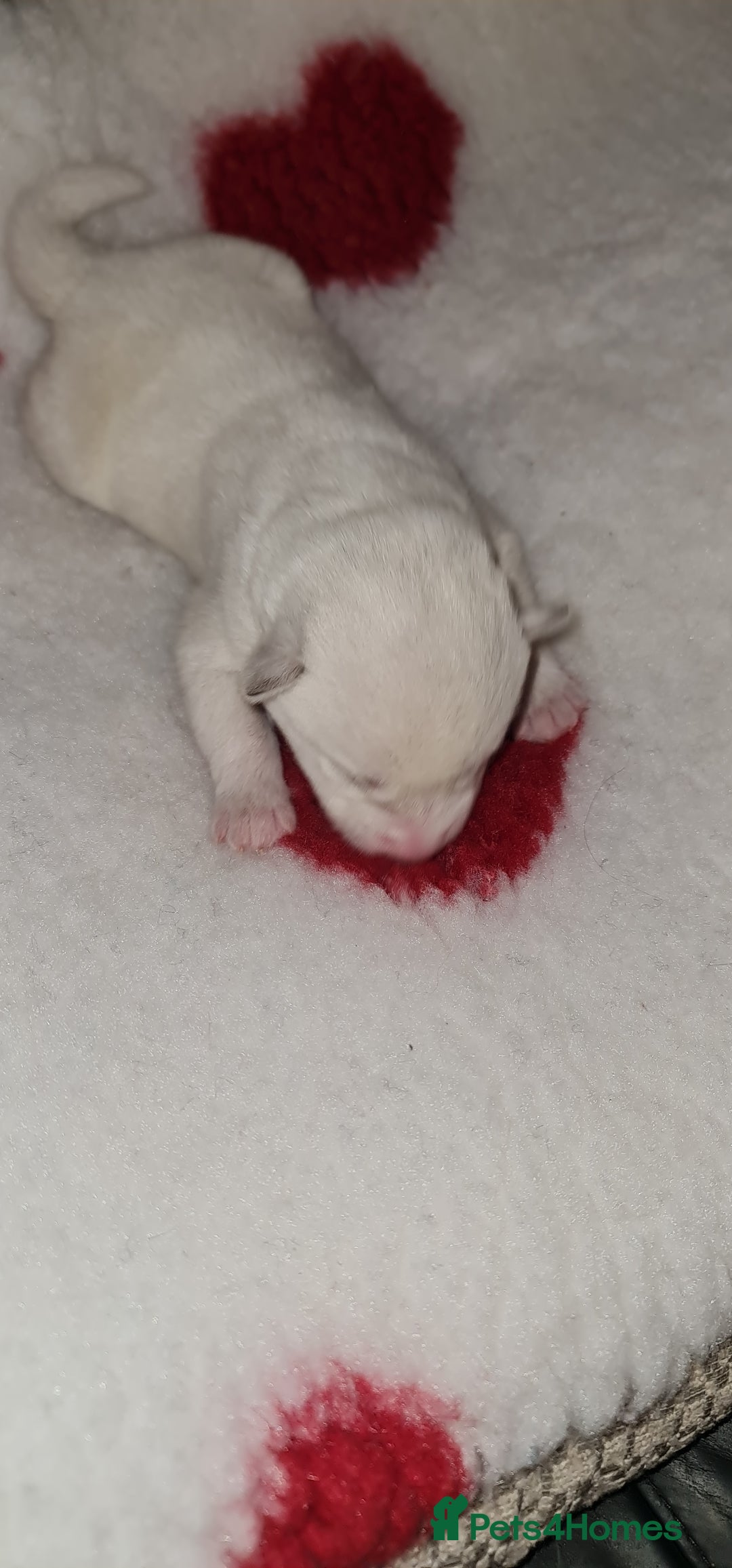 Siberian Husky dogs for sale: Ready now Siberian husky puppies  - Advert 17