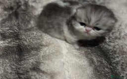 Persian cats for sale: Persian chinchilla kitten  - Image 16