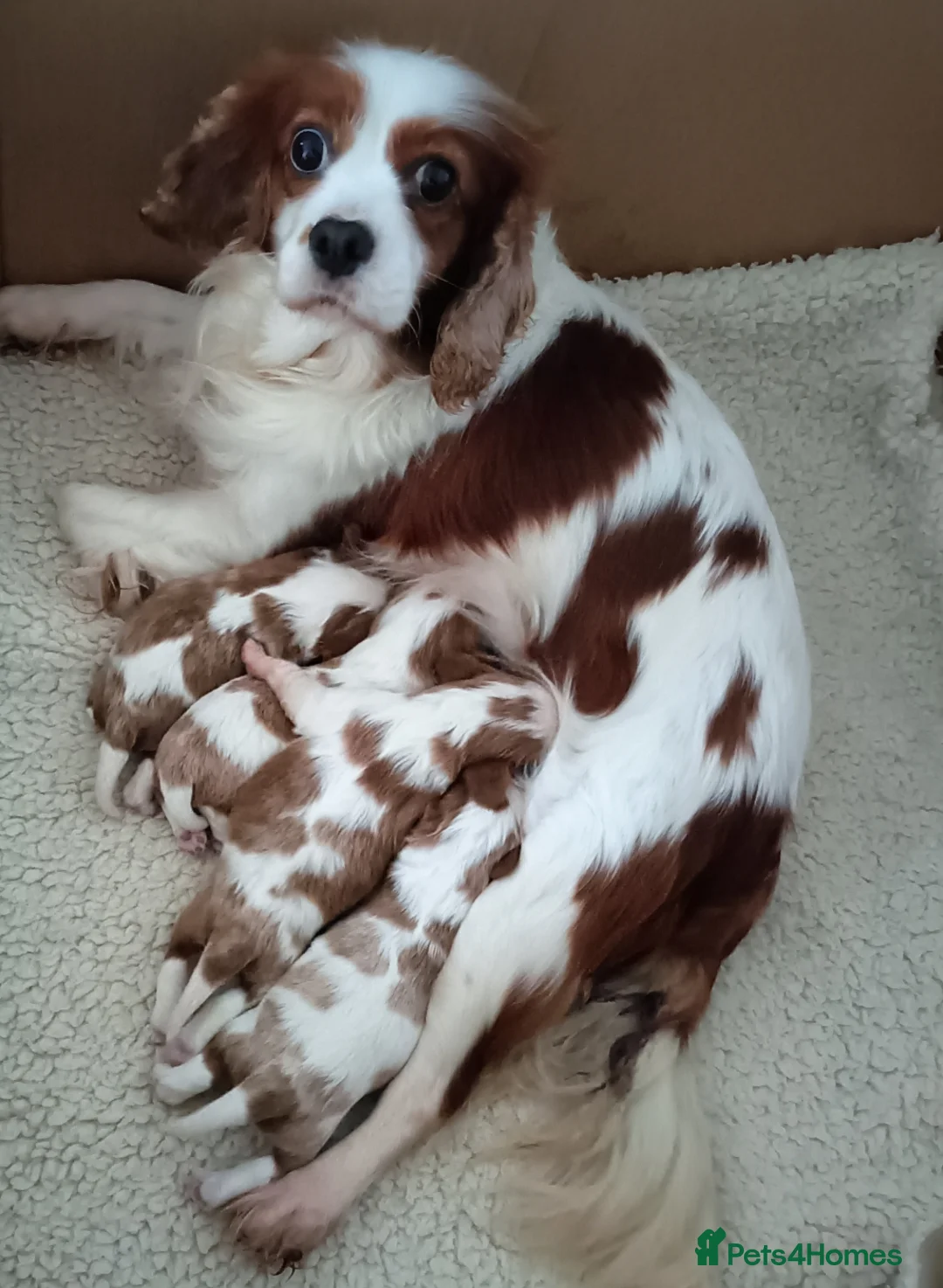 Cavalier King Charles Spaniel dogs for sale: Cavalier king Charles KC Reg health tested parents - Advert 1