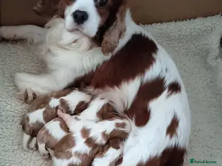 Cavalier King Charles Spaniel dogs Cavalier king Charles KC Reg health tested parents - Advert 1